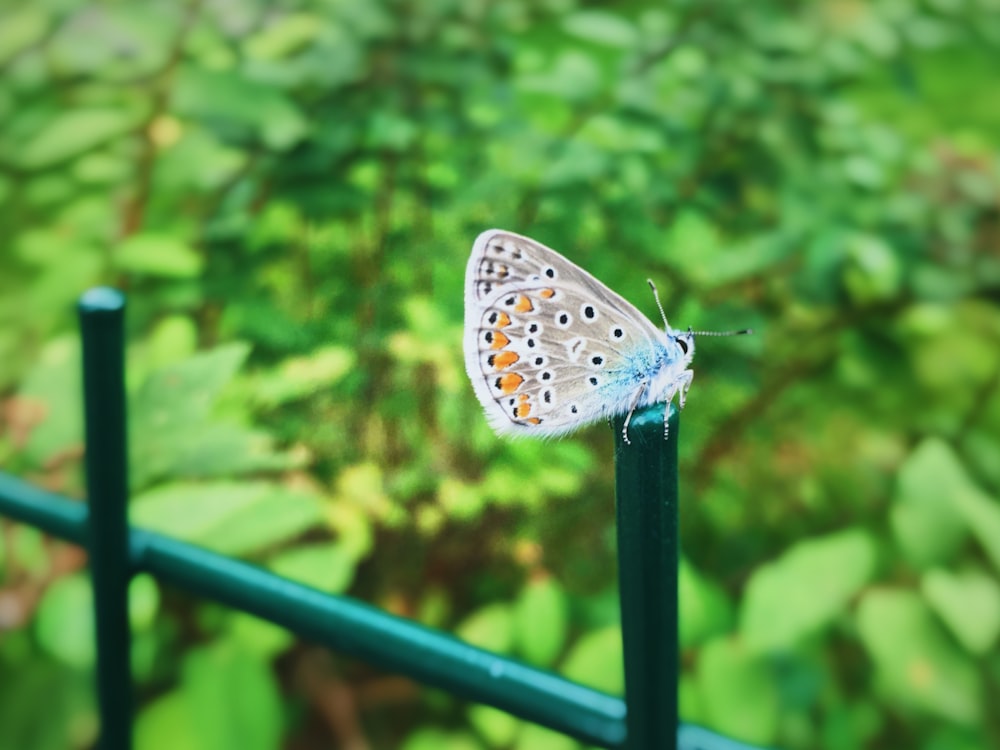 a butterfly on a fence