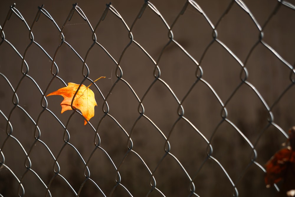 a leaf on a chain link fence