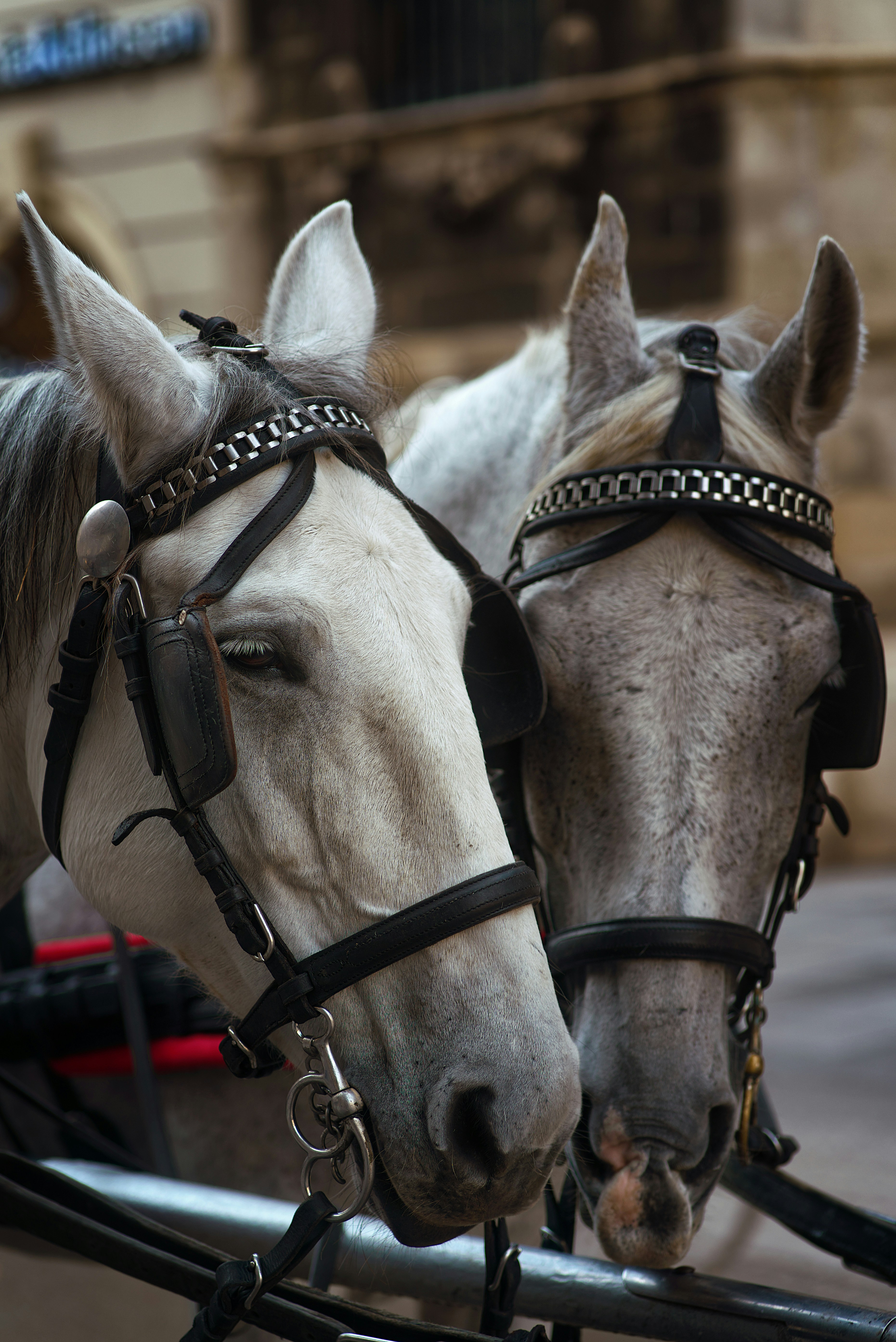 a group of horses wearing harnesses