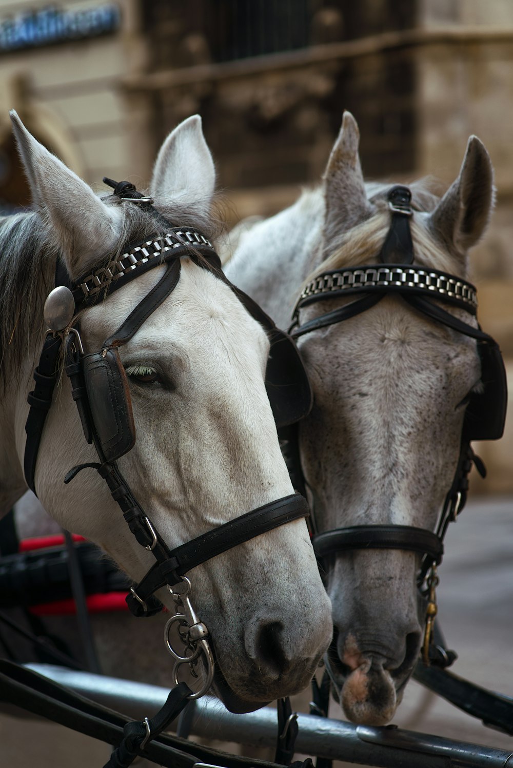 a group of horses wearing harnesses