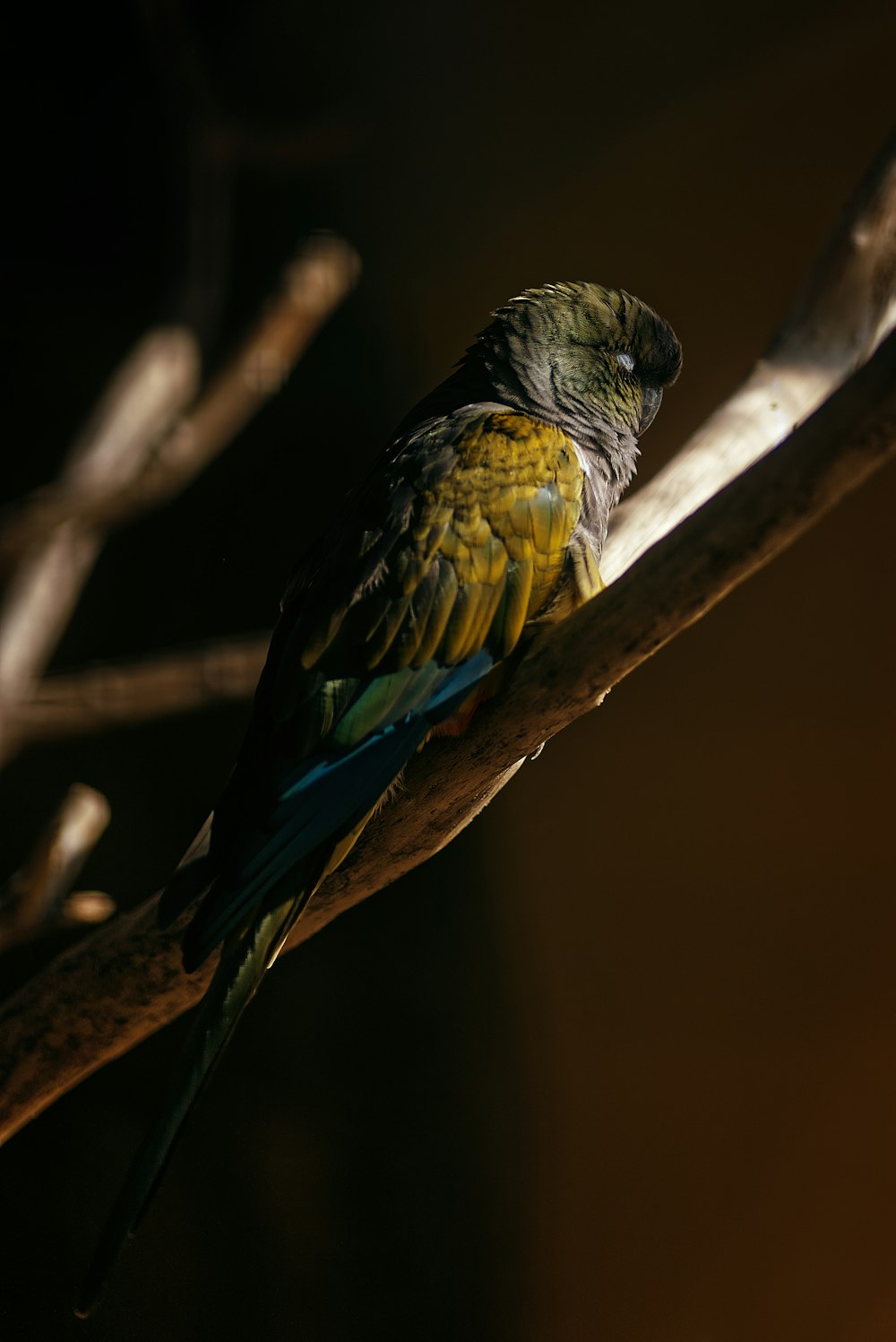 Ein Vogel sitzt auf einem Ast