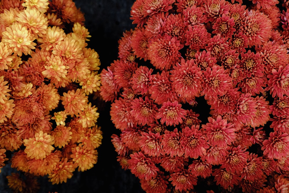 a group of flowers