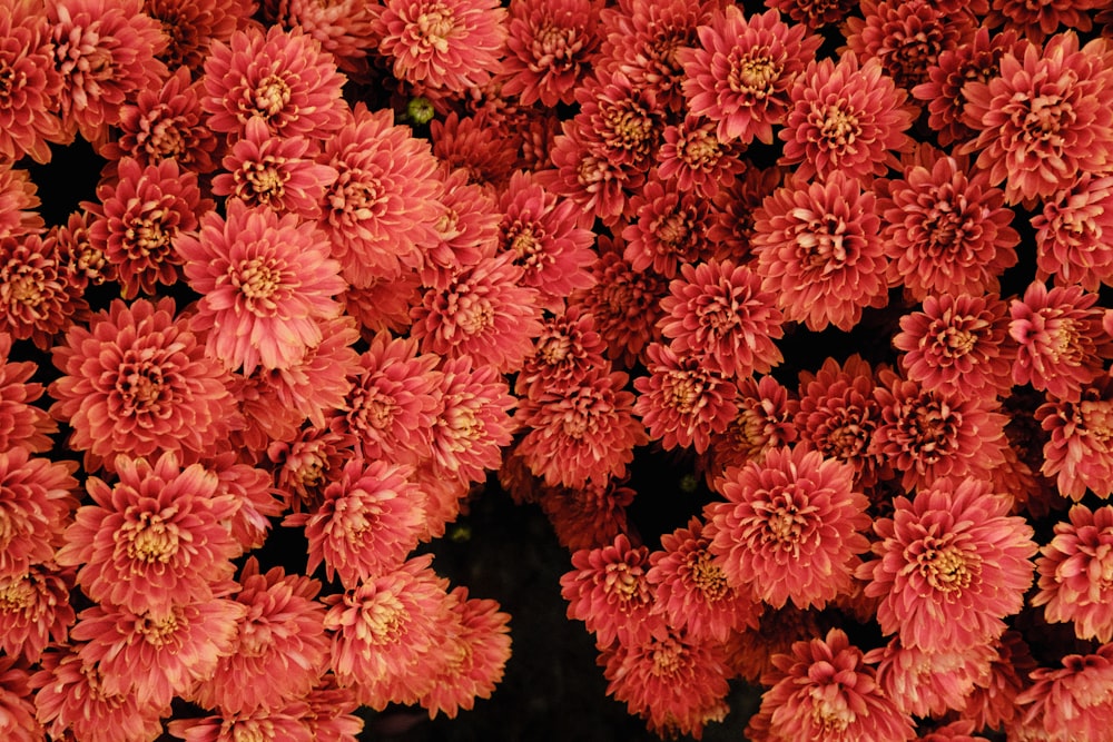 a group of pink flowers