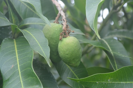 Two unripe green mangoes hang from a branch surrounded by lush green leaves. The leaves are broad with visible veins, and the mangoes have a smooth texture and a natural green color.