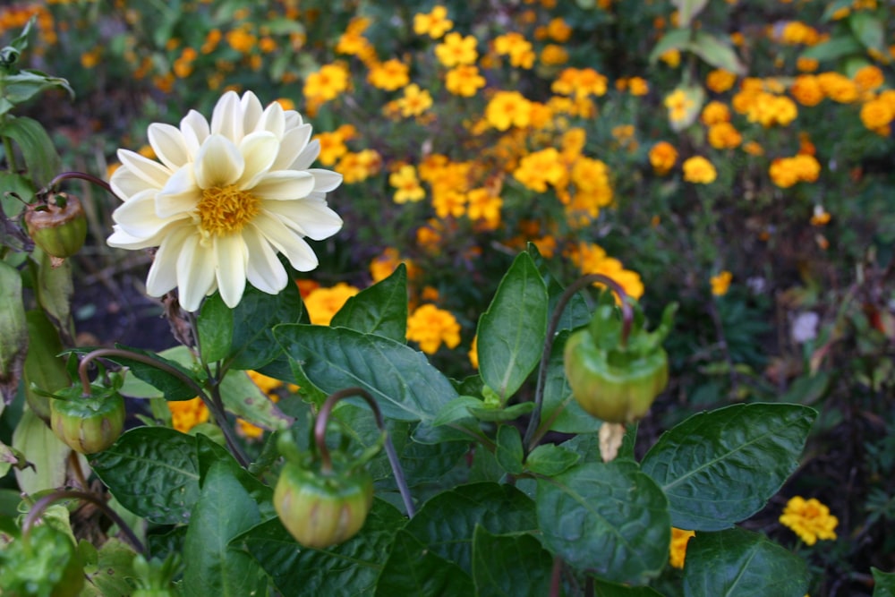 a white flower on a plant