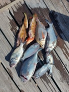 Several freshly caught fish of varying sizes and species lie on a weathered wooden surface. The colors range from silver and blue tones to oranges and yellows, indicating different types of fish.