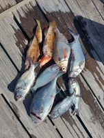 A close-up of a fisherman sorting freshly caught fish.