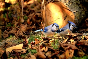 A pair of blue jays in mid-flight against a backdrop of autumn trees.