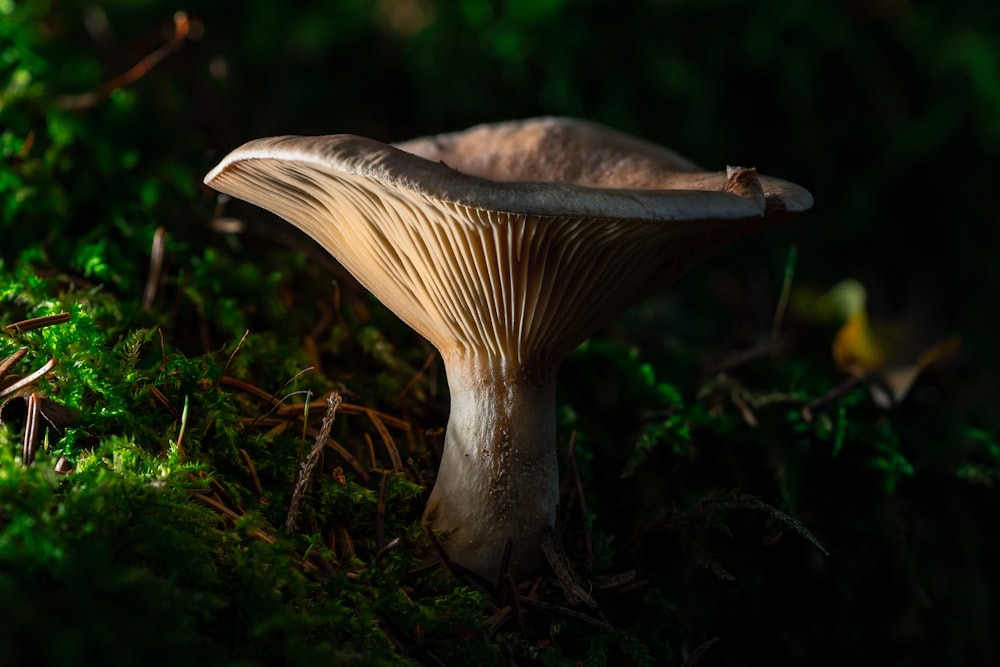 a mushroom growing in a forest