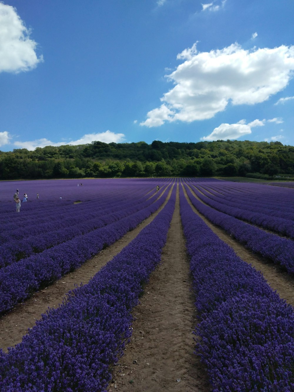 hileras de flores púrpuras