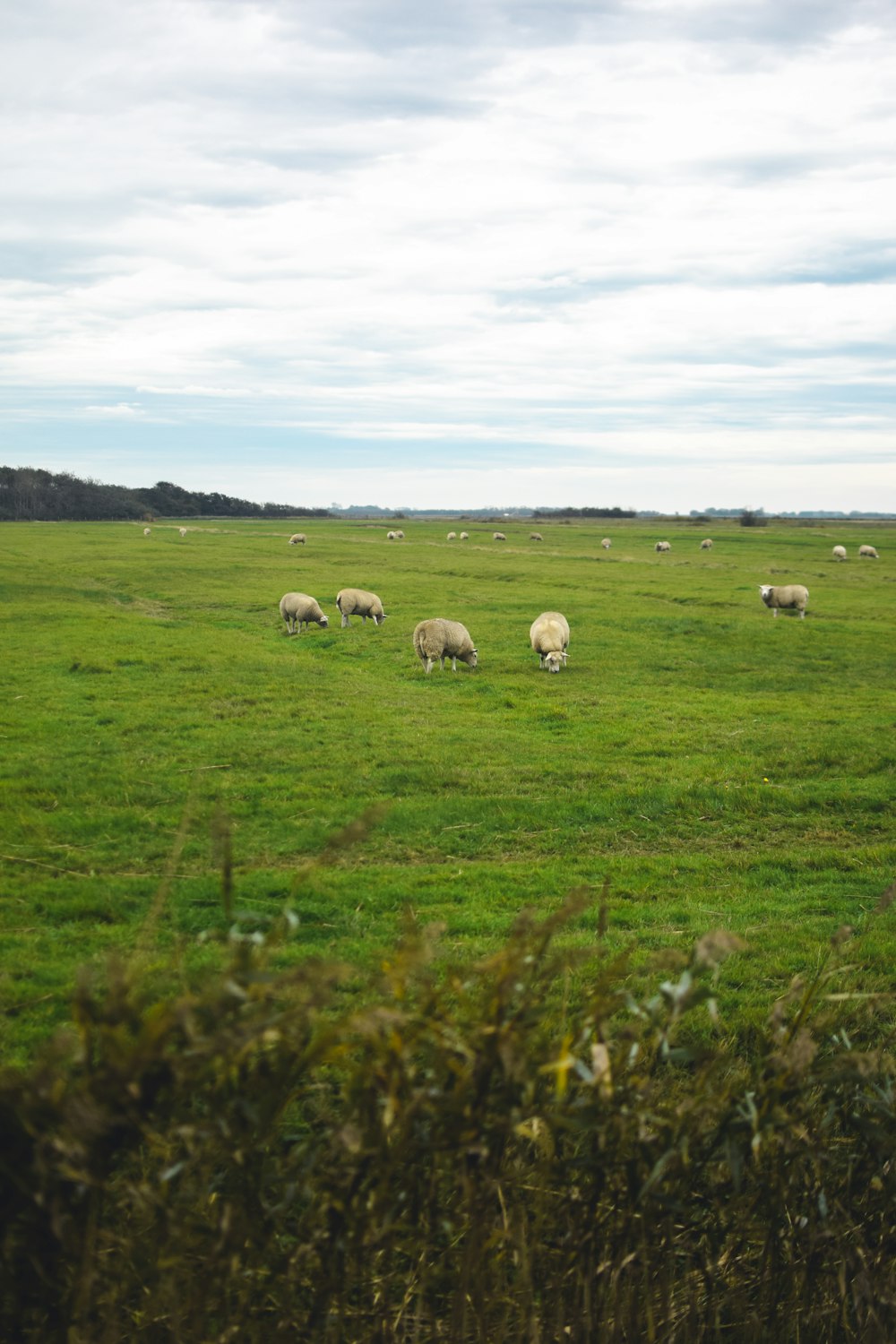 a group of sheep grazing in a field