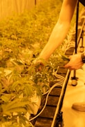 A person tending to rows of potted plants under yellow-hued lighting, likely indoors. The setup includes numerous plants with serrated leaves, and white wires are visible, indicating a controlled environment.