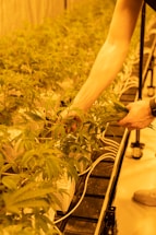 A person tending to rows of potted plants under yellow-hued lighting, likely indoors. The setup includes numerous plants with serrated leaves, and white wires are visible, indicating a controlled environment.