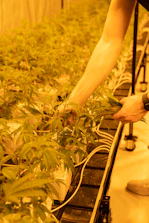 Person helping another person set up a small indoor hydroponic garden.