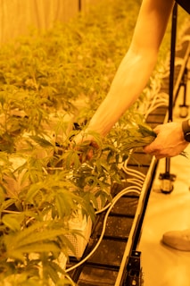 A person tending to rows of potted plants under yellow-hued lighting, likely indoors. The setup includes numerous plants with serrated leaves, and white wires are visible, indicating a controlled environment.