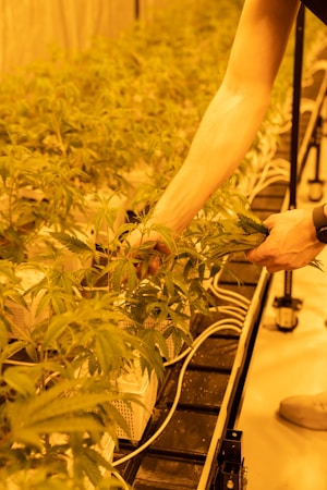 Creating a Calming Indoor Garden: Your Guide to Apartment Plant Care