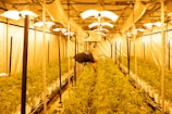 A large indoor grow room with rows of plants under bright artificial lights. The room is filled with organized lines of greenery, with a person tending to the plants. The ceiling is equipped with ventilation and lighting systems, casting a warm yellow hue throughout the space.