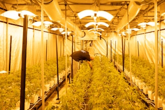 A large indoor grow room with rows of plants under bright artificial lights. The room is filled with organized lines of greenery, with a person tending to the plants. The ceiling is equipped with ventilation and lighting systems, casting a warm yellow hue throughout the space.