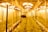A large indoor grow room with rows of plants under bright artificial lights. The room is filled with organized lines of greenery, with a person tending to the plants. The ceiling is equipped with ventilation and lighting systems, casting a warm yellow hue throughout the space.