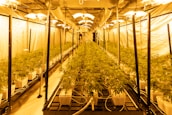 A large indoor hydroponic farm with rows of healthy green plants growing in white containers. The setup includes numerous overhead lights and support structures with reflective walls to enhance lighting. Ventilation ducts and power lines are visible, indicating a controlled environment.