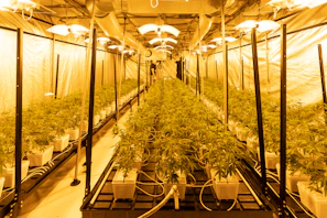 Rows of hydroponic plants thriving in coco peat substrate under grow lights.