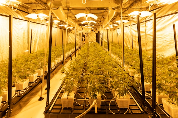 A large indoor hydroponic farm with rows of healthy green plants growing in white containers. The setup includes numerous overhead lights and support structures with reflective walls to enhance lighting. Ventilation ducts and power lines are visible, indicating a controlled environment.