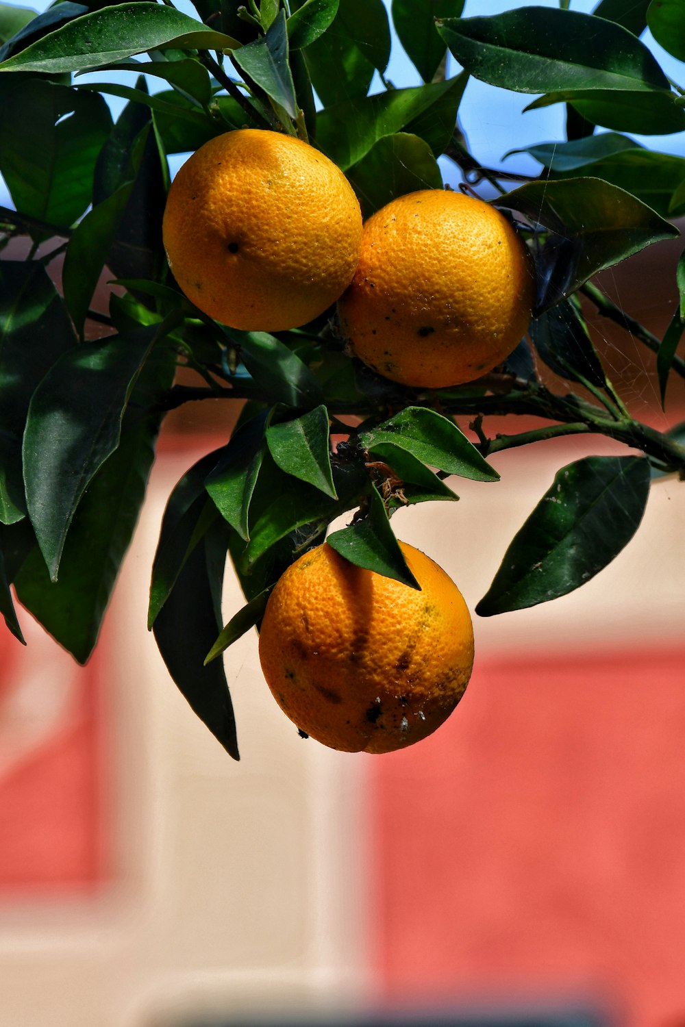 a group of oranges on a tree