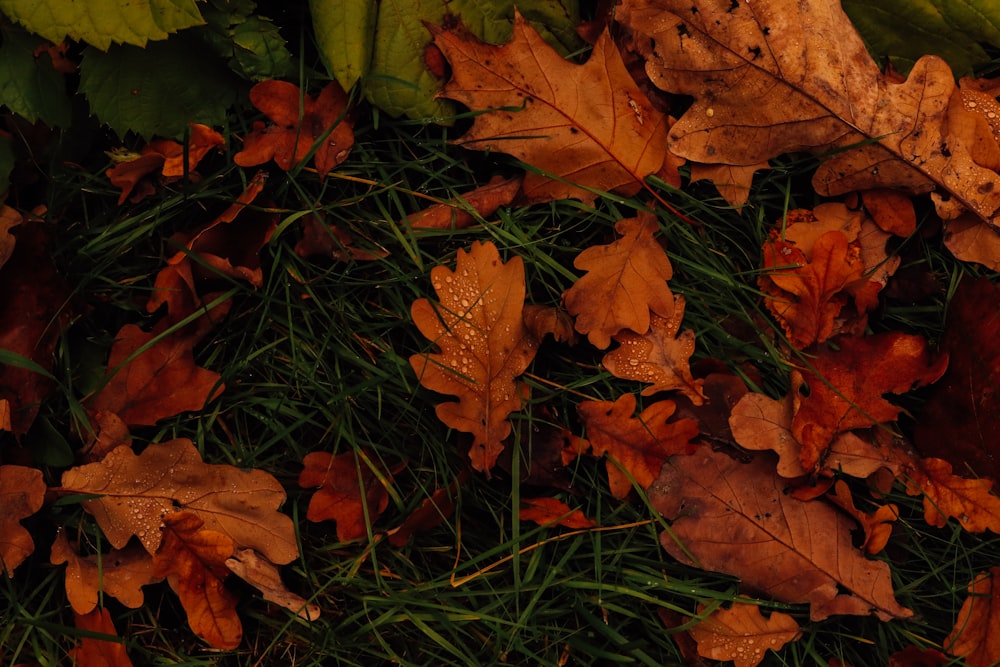 a group of leaves