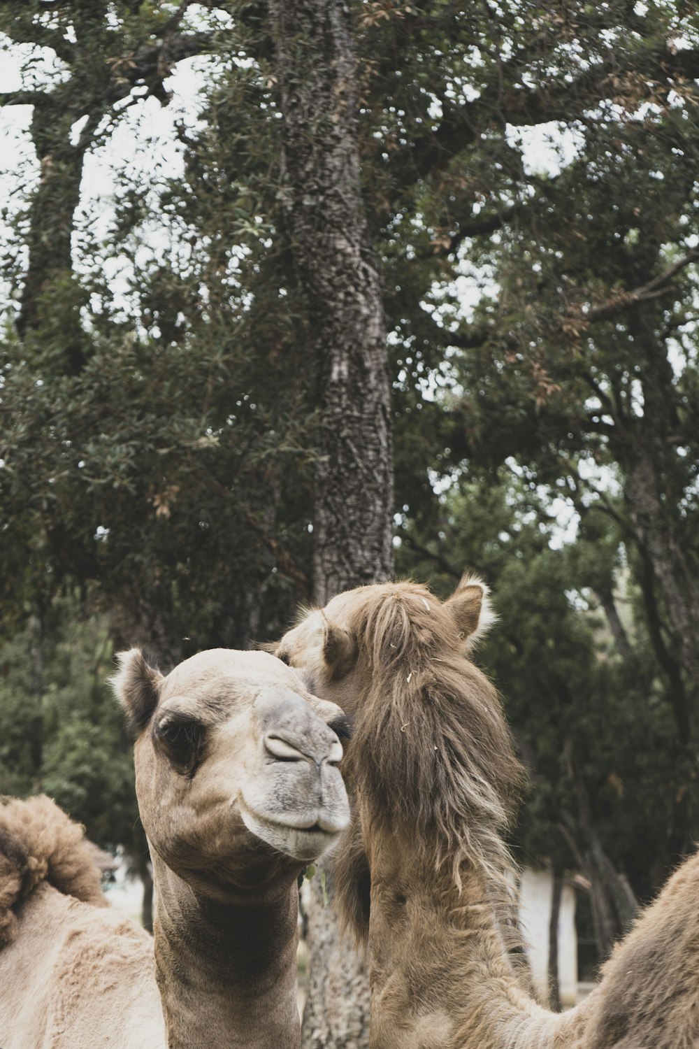 a couple of camels in a forest