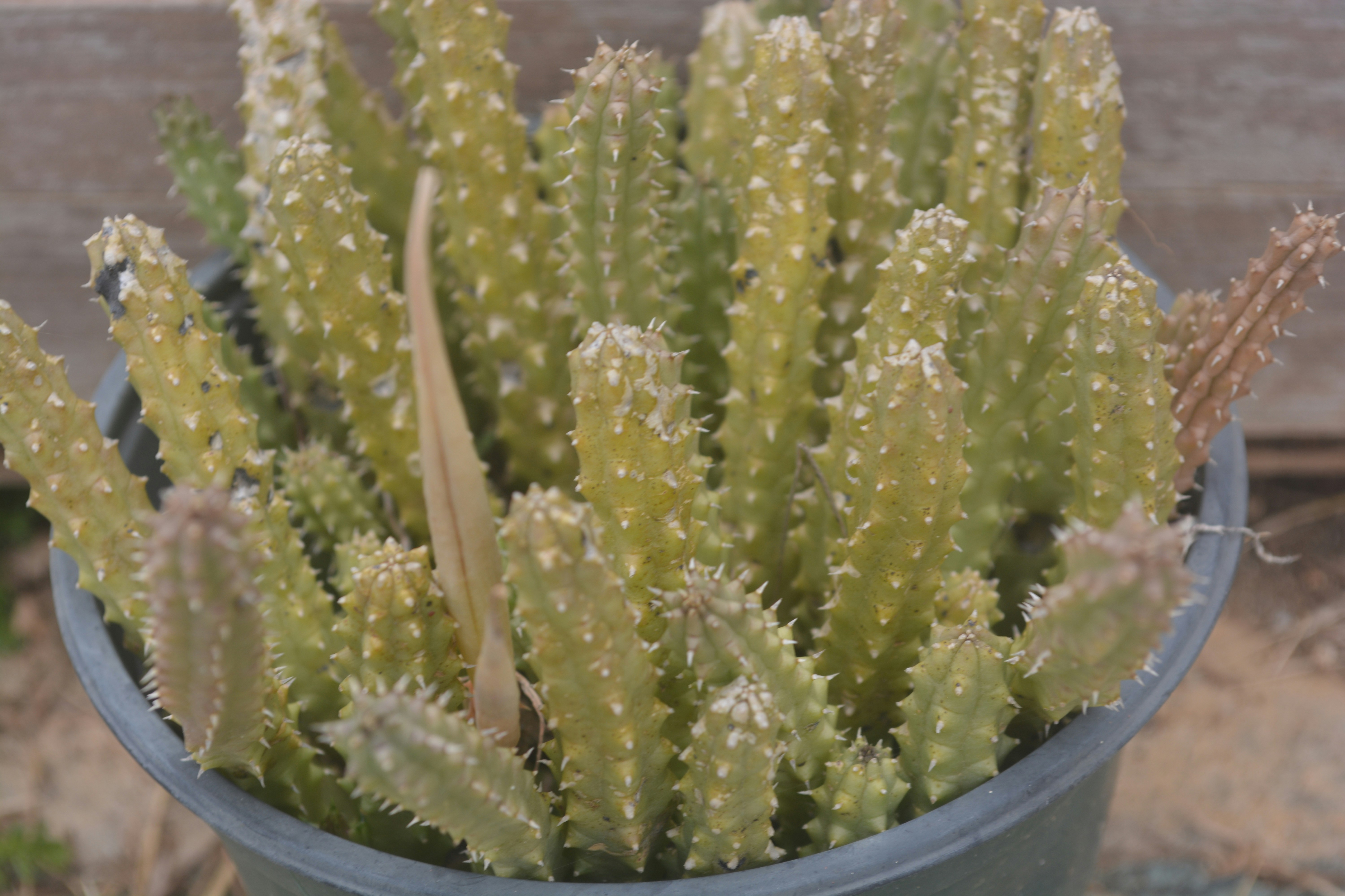 Miniature barrel cactus in terracotta pot