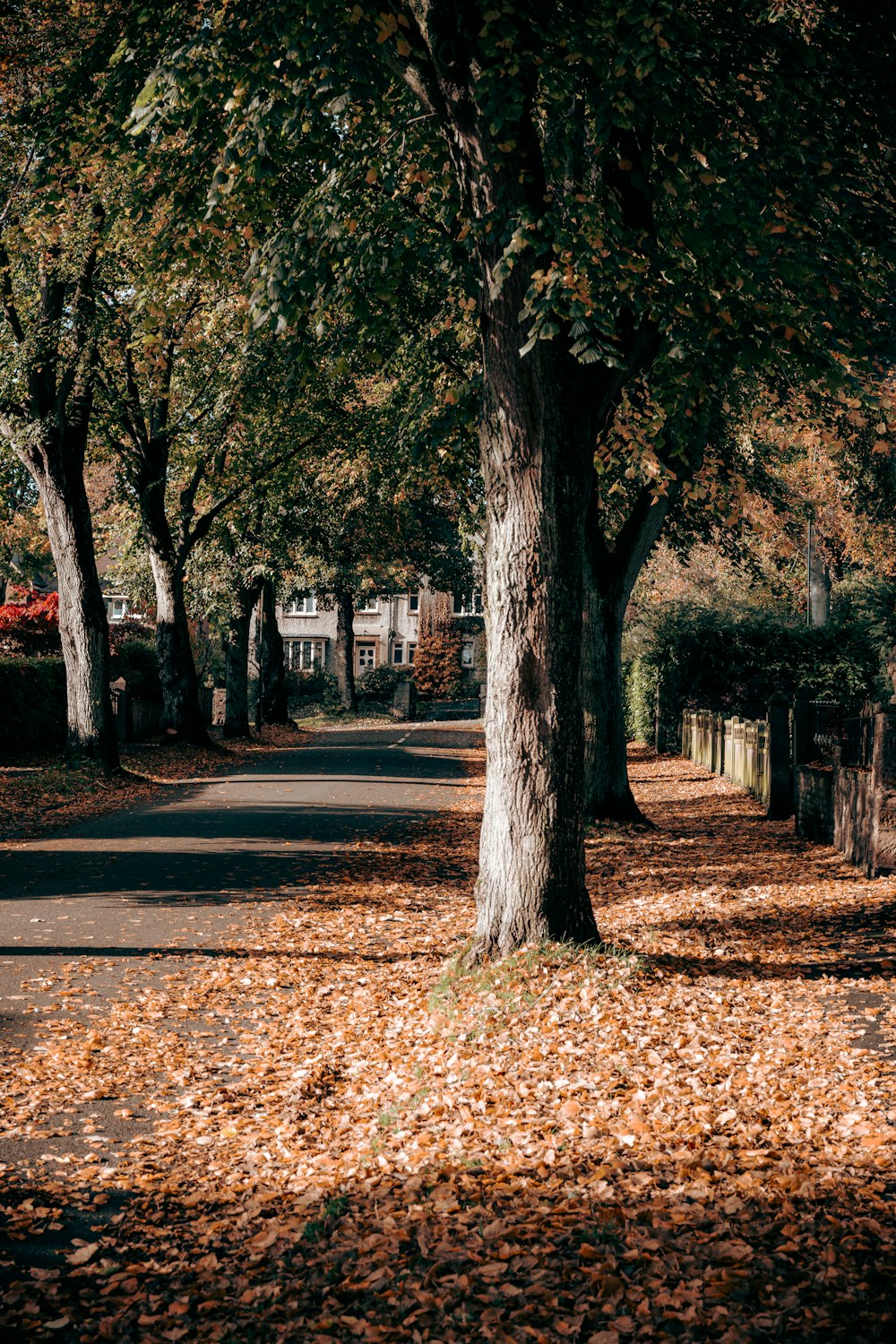 ein Weg mit Bäumen an der Seite