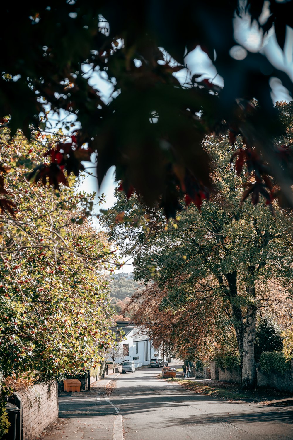 a street with trees on the side