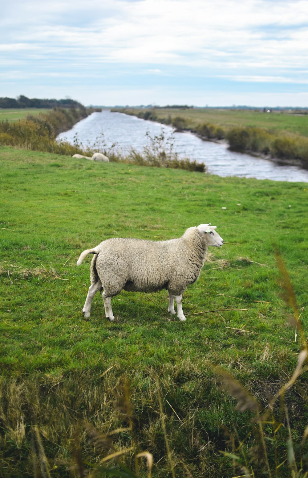 a sheep in a field