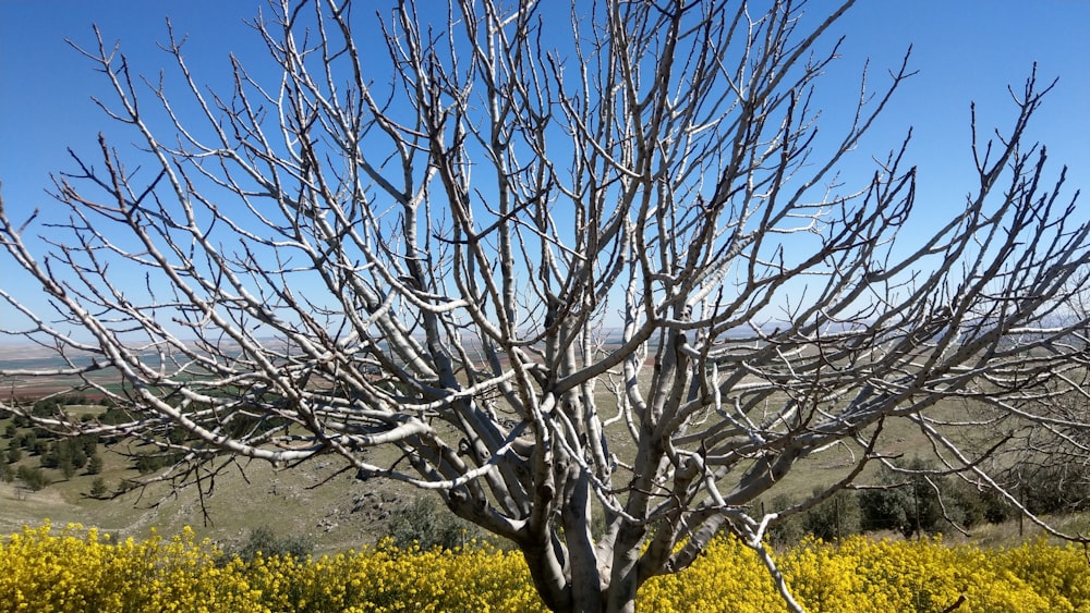 a tree with yellow flowers