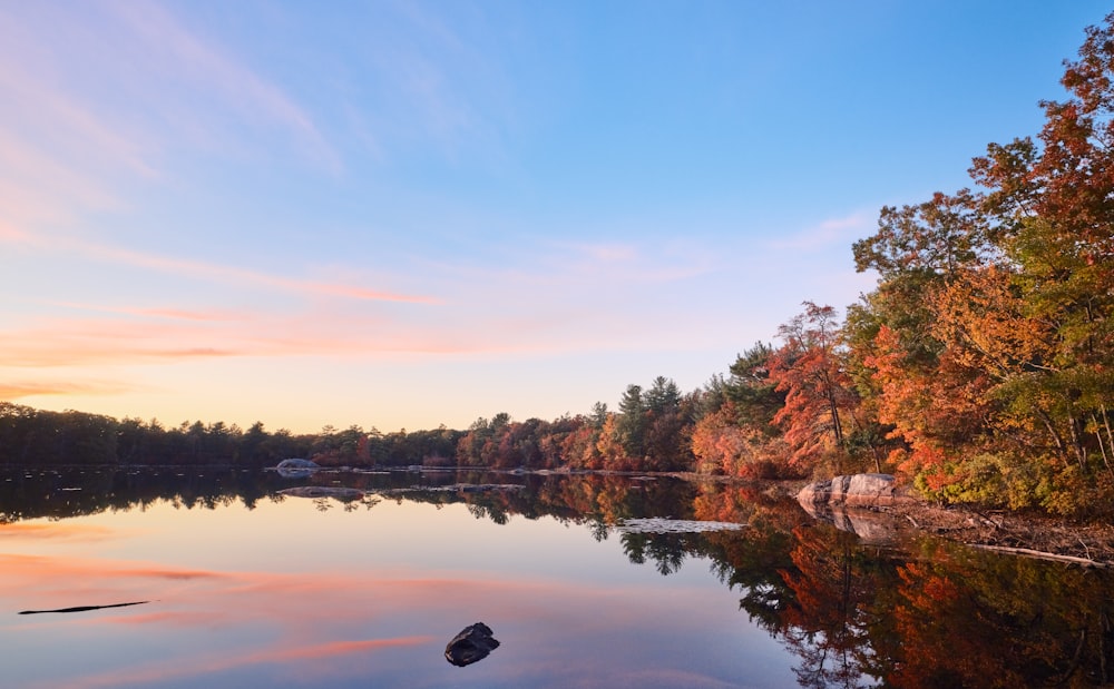 a body of water with trees around it