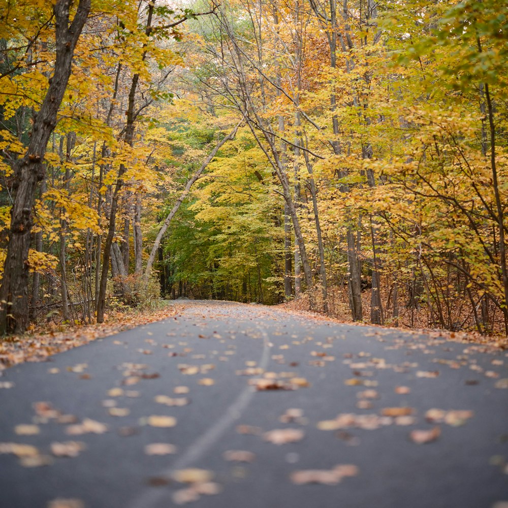 Une route arborée sur le côté