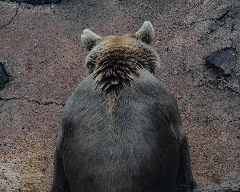 un animal à fourrure debout sur la terre