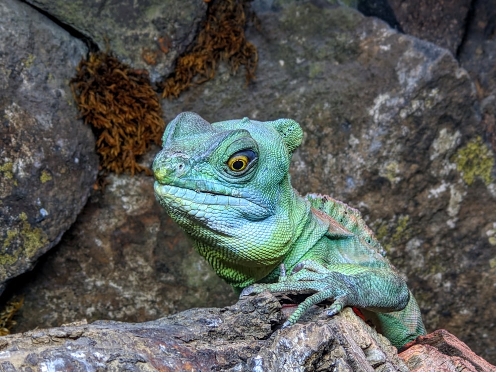 a green lizard on a rock