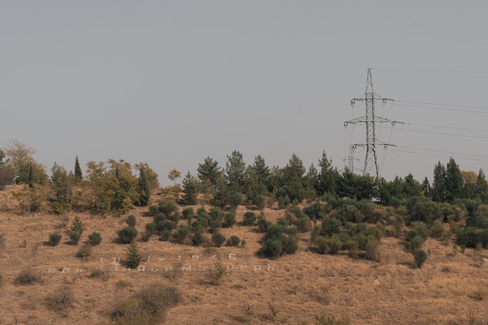 a field with trees and power lines