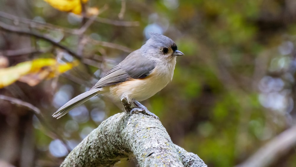 a small bird perched on a branch