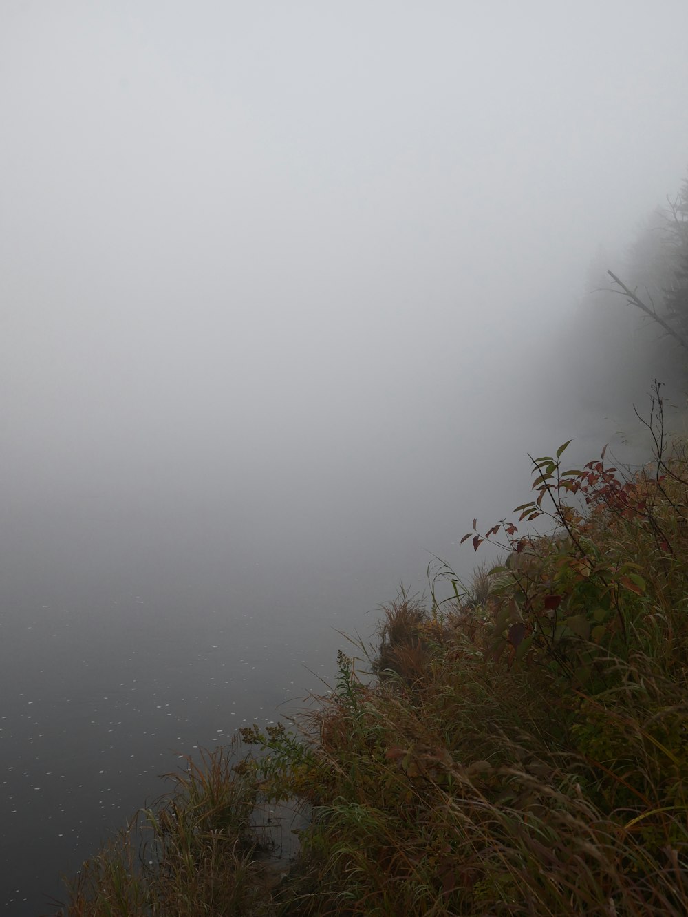 a body of water with plants and trees around it