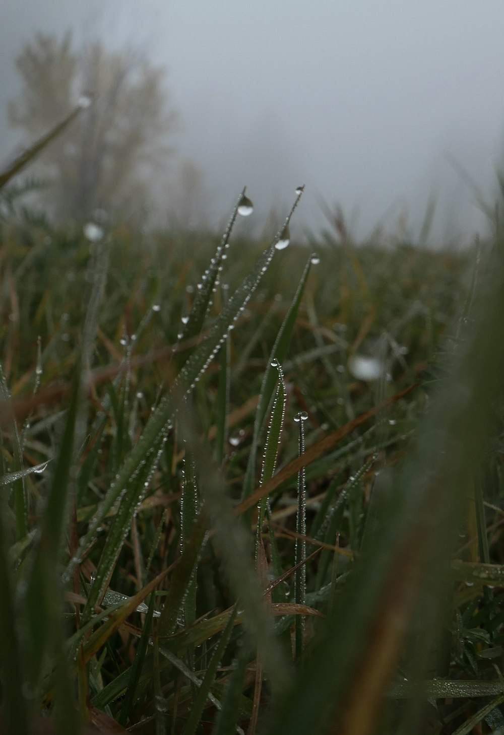 close up of grass