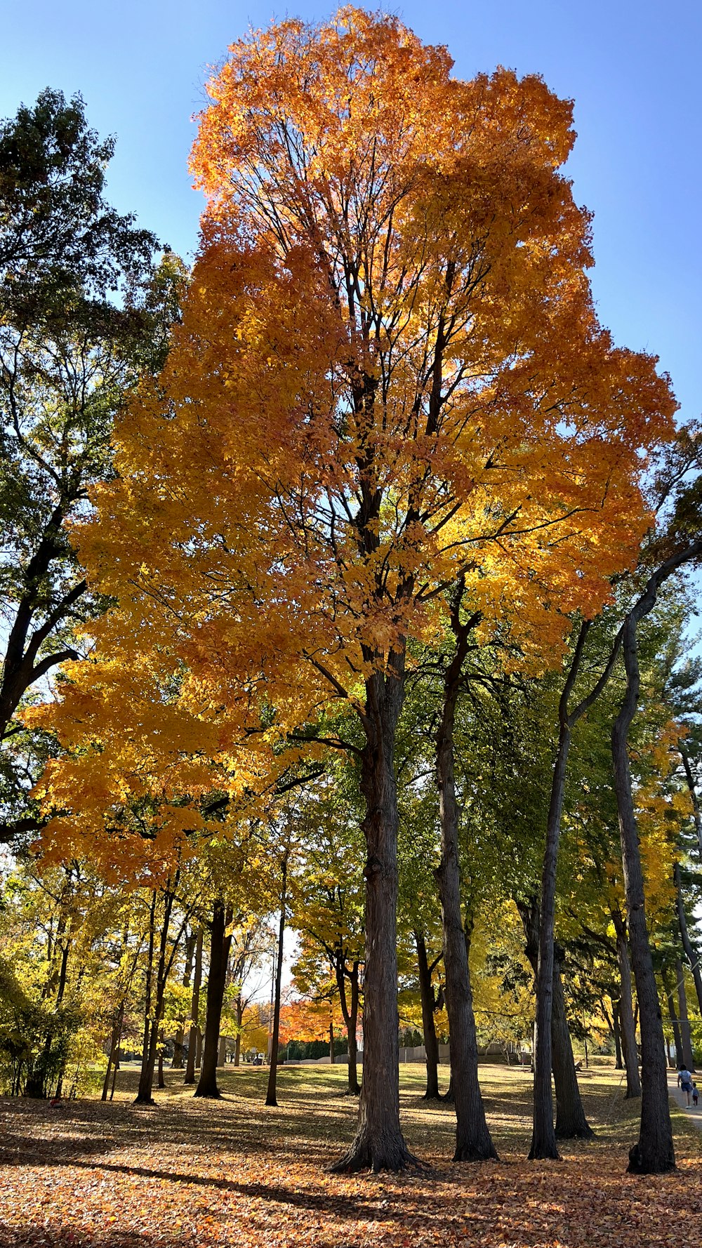 a group of trees with orange leaves