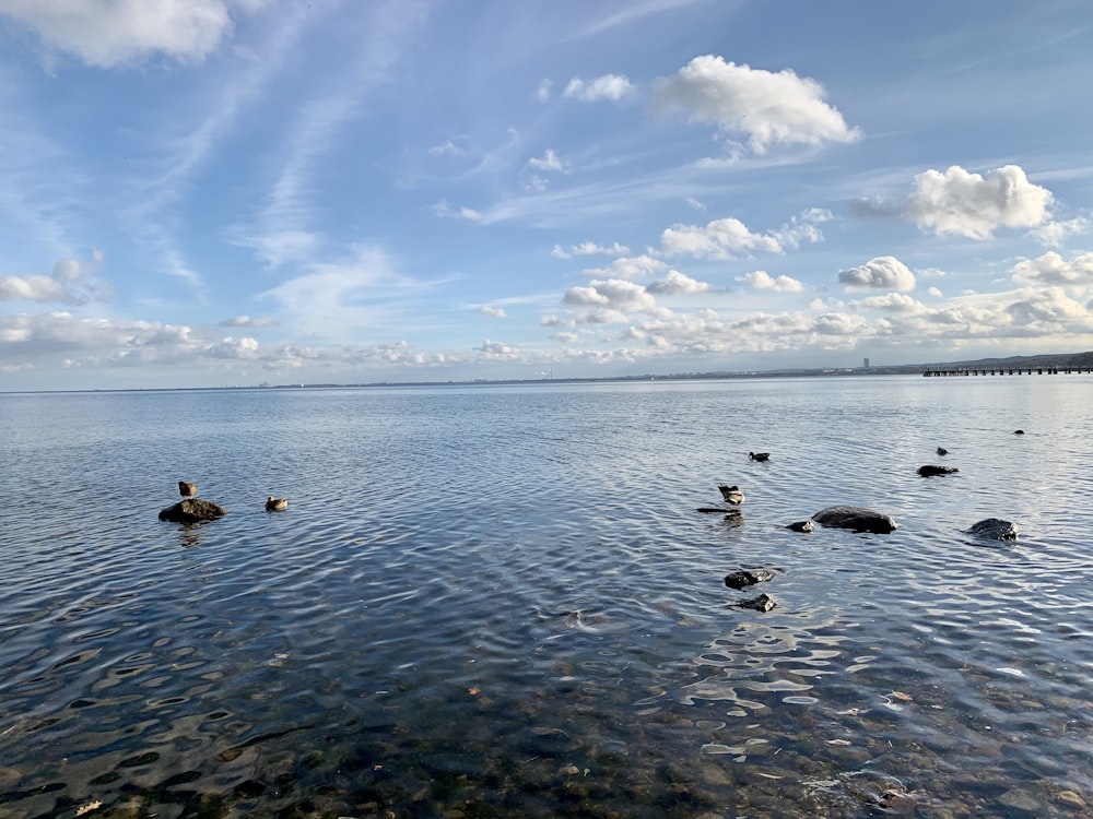 a group of ducks swimming in a body of water