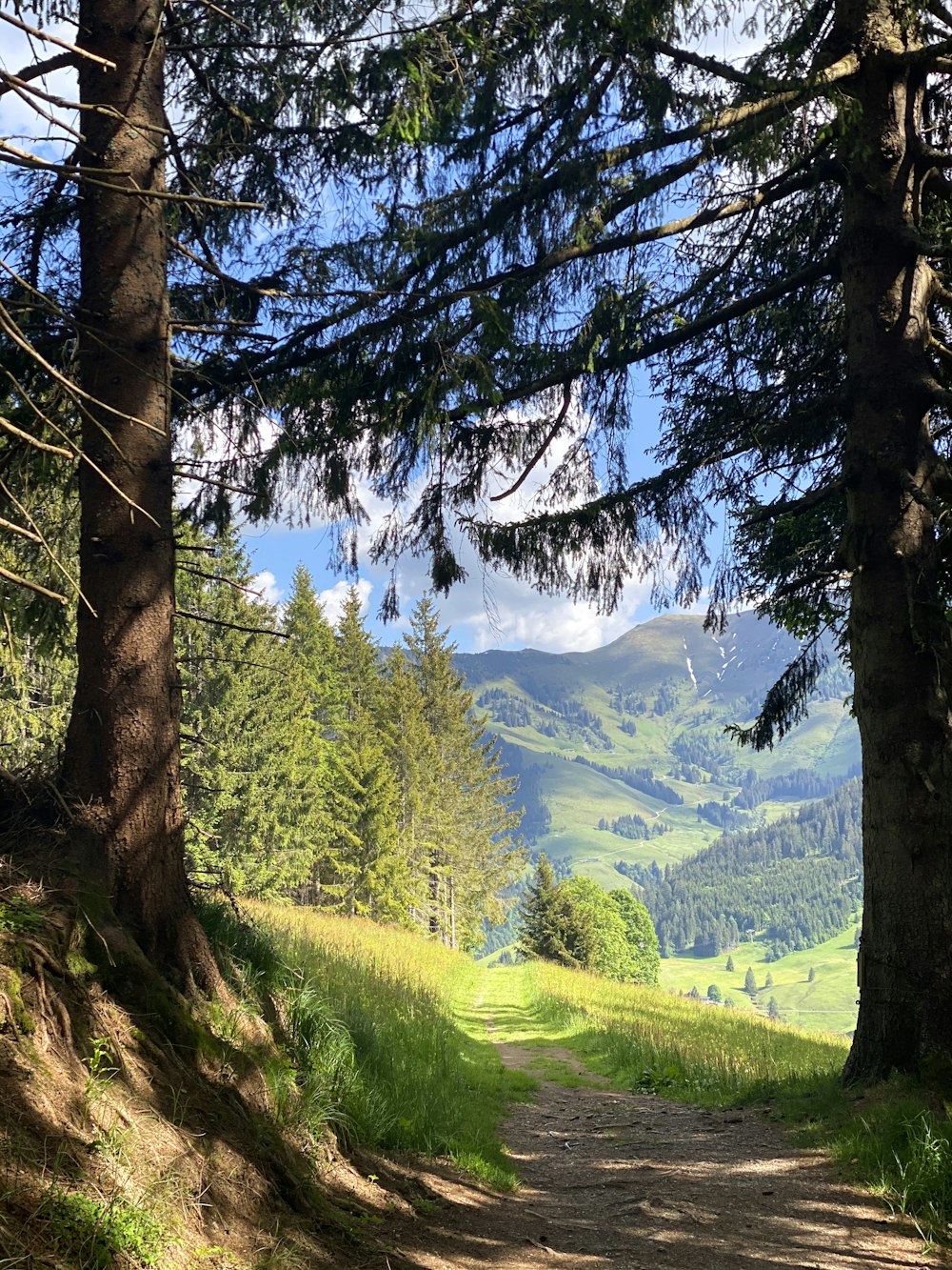 Un camino de tierra a través de un bosque