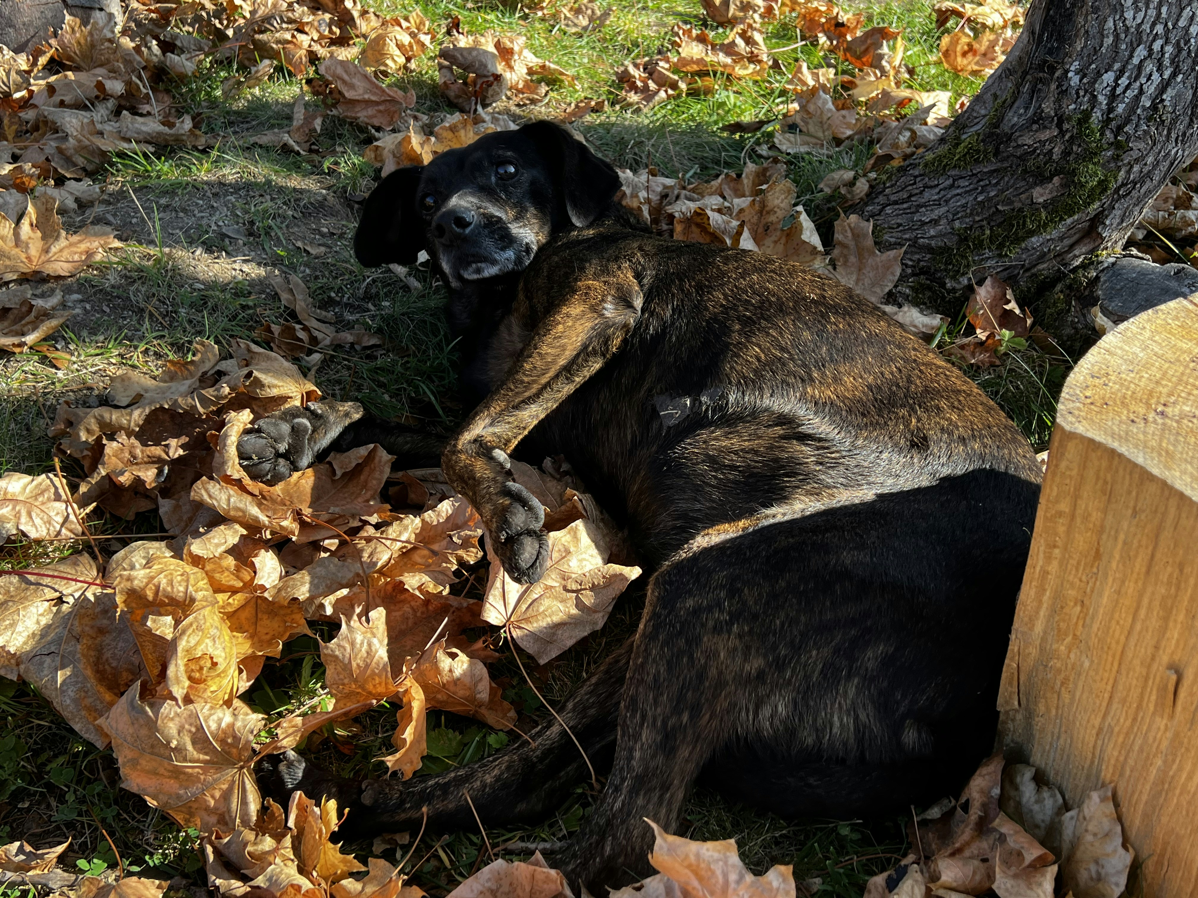 un cane sdraiato a terra