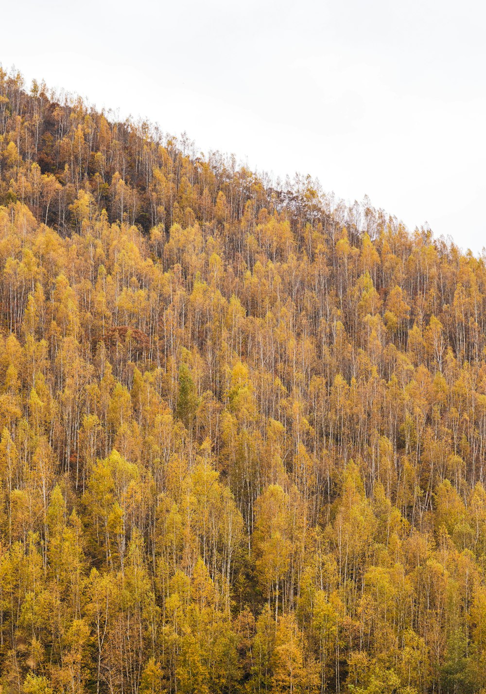 a hill with trees on it