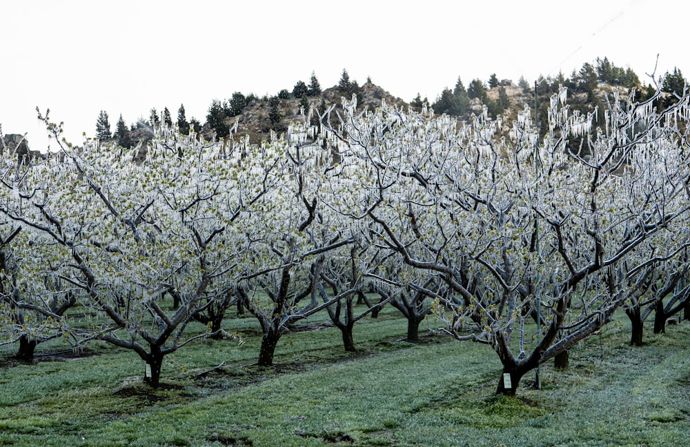 a group of trees with white blossoms