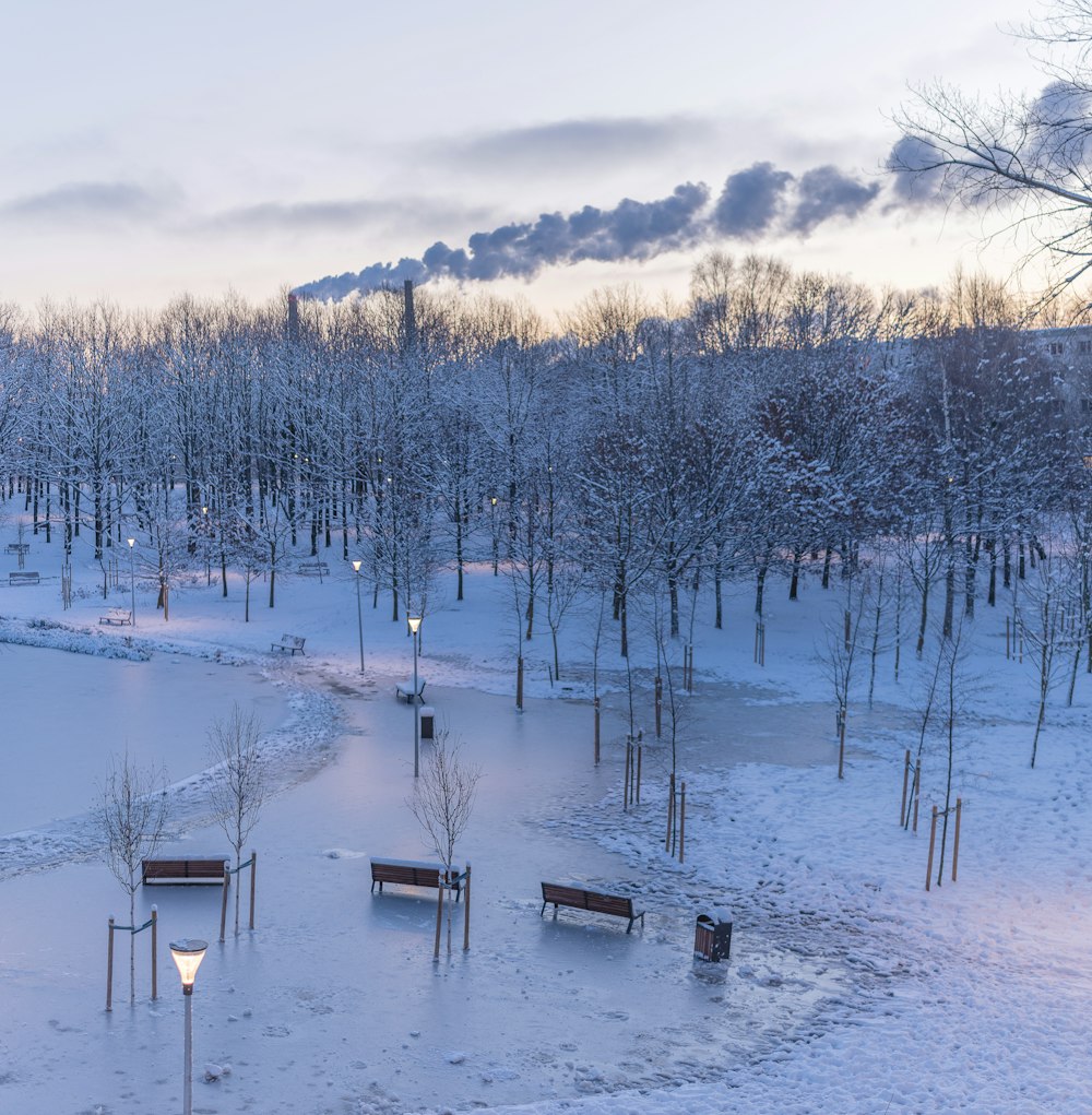 a snowy field with trees