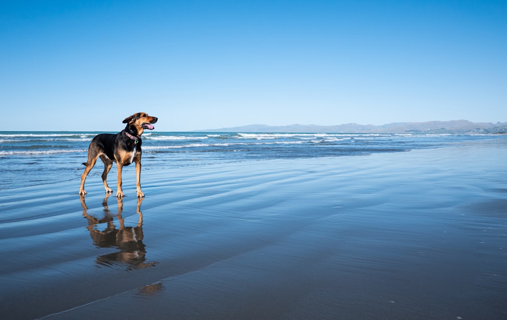 a dog standing on a beach